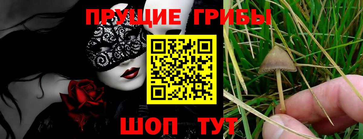Псилоцибиновые грибы Magic Shrooms  наркота  Псилоцибиновые грибы Psilocybe  Георгиевск 